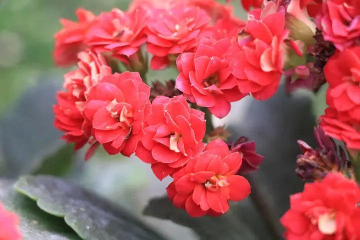 "红狐狸长寿花"花朵重瓣红色花色彩鲜艳