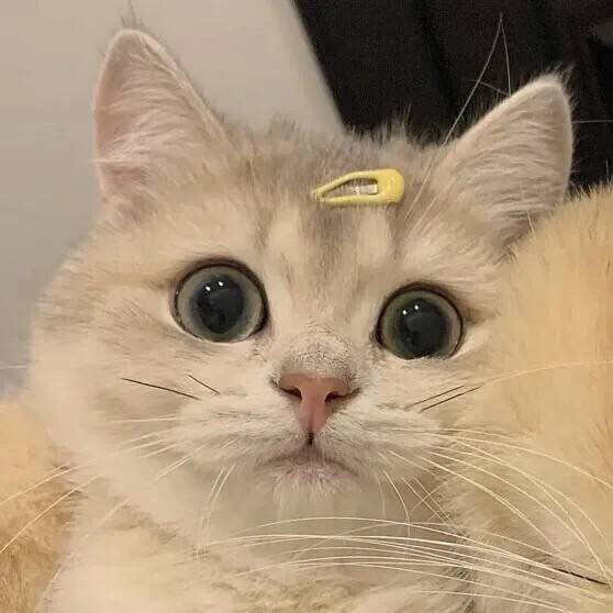 超级超级可爱的动物情侣头像!用起来!