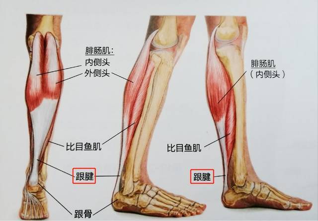 弹跳真的和跟腱长度有关吗