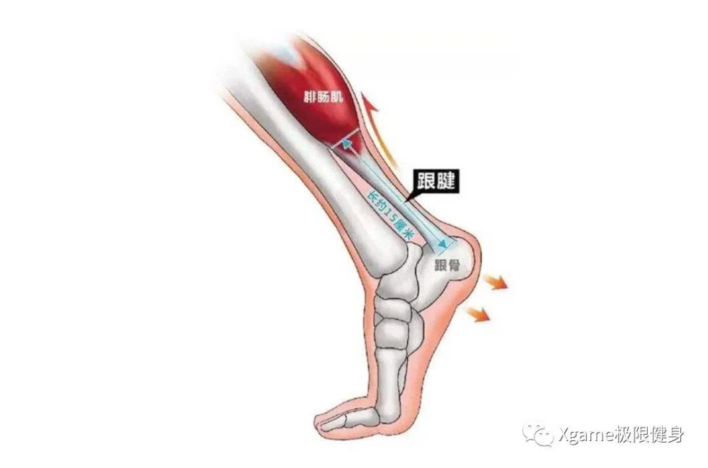 弹跳真的和跟腱长度有关吗?