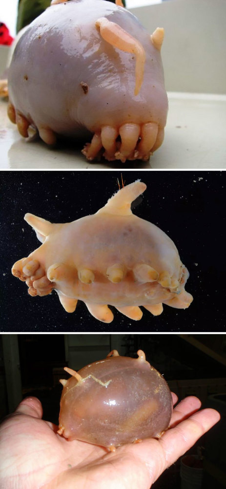 这个圆滚滚的生物叫海猪,看着是不是好像外星生物,有点让人起鸡皮疙瘩