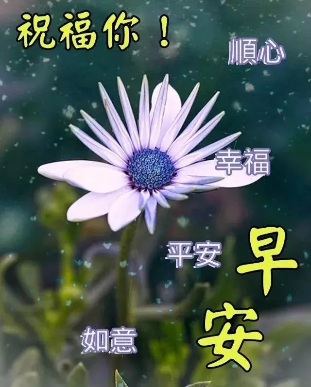 清晨暖心早安问候祝福图片鲜花带字,最美早上好动态表情鲜花图片