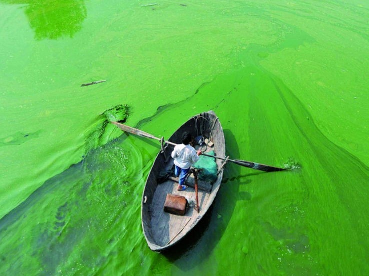 滇池的毒瘤水质恶化40多年蓝藻成为不治之症