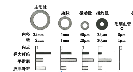 为什么在舒张期心脏明明没有射血,而动脉内却仍有血液