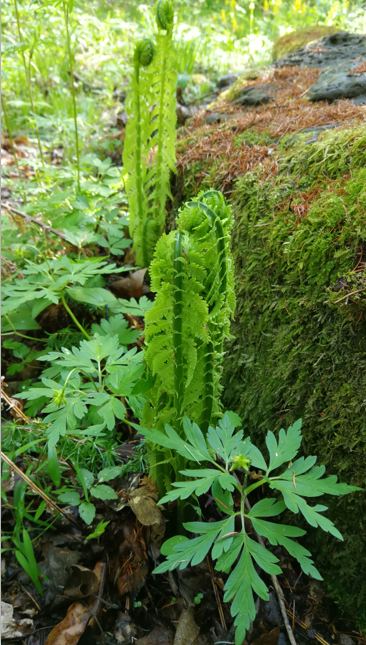 广东菜牛毛广山菠菜长白山的野菜矩阵里还有广东菜,牛毛广,山菠菜,山