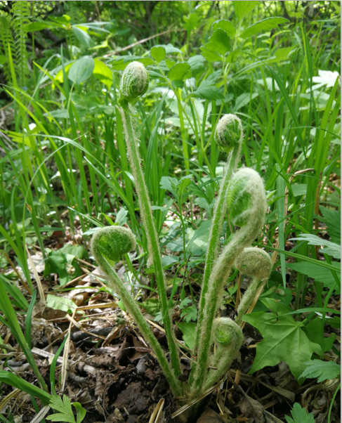 牛毛广山菠菜长白山的野菜矩阵里还有广东菜,牛毛广,山菠菜,山糜子,山