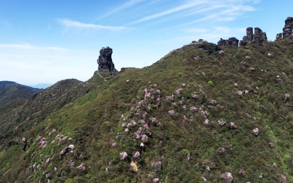 "天空之城"梵净山的杜鹃花