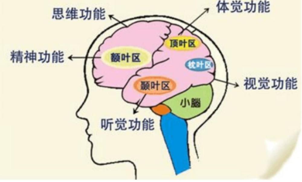 大脑的结构