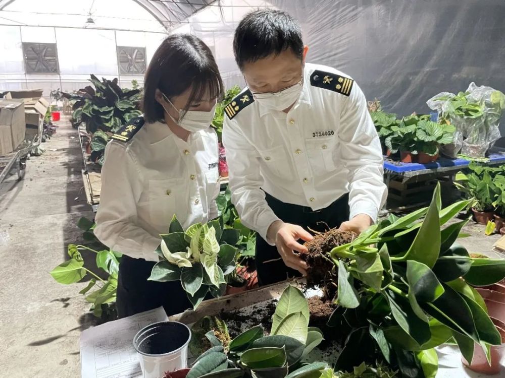 动植物检疫母亲节特辑送你一朵小红花