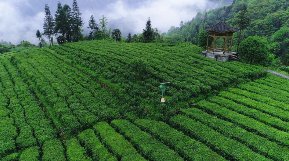 四大亮点带你揭秘2021首届中国桑植白茶文化节