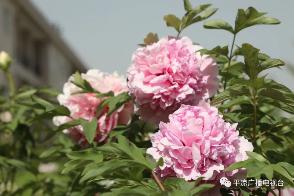 竞相开放—— 左右             > 绿地广场的牡丹 红的热烈,如"绛珠