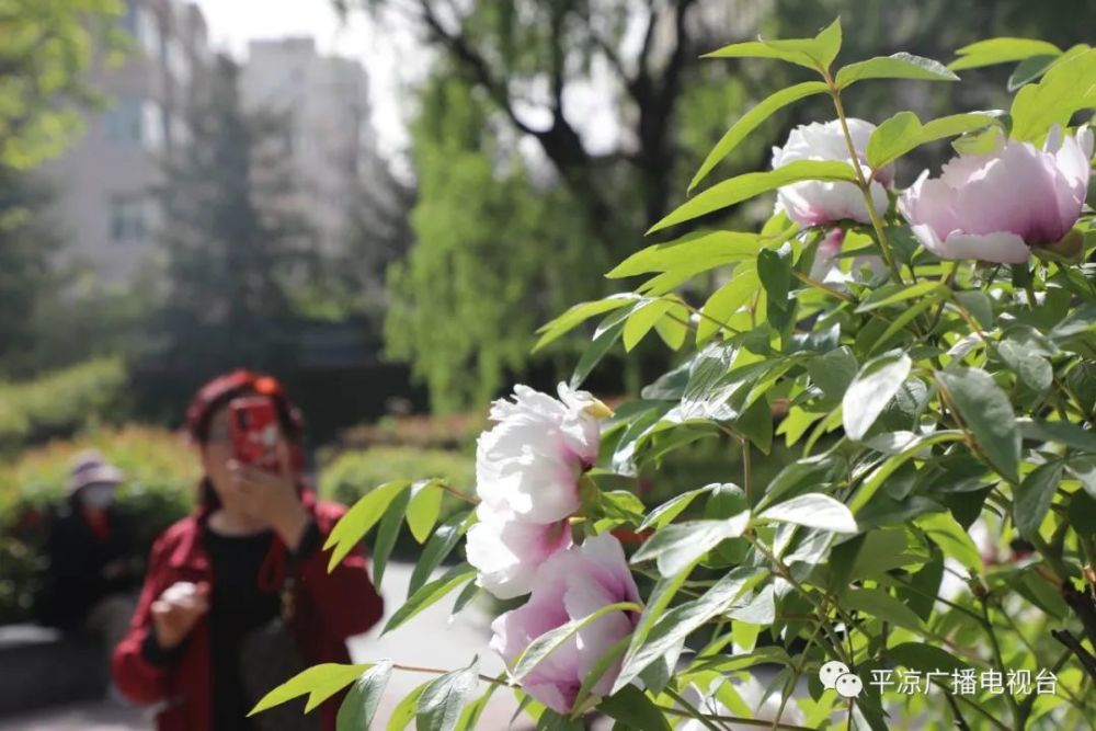 竞相开放—— 左右             > 绿地广场的牡丹 红的热烈,如"绛珠