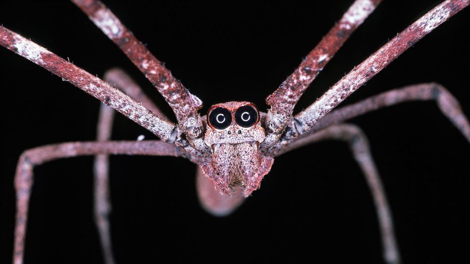 这些蜘蛛用巨大的眼睛在夜间捕捉猎物