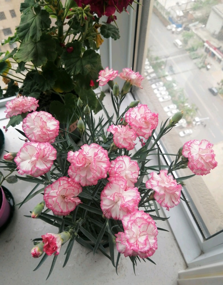 母亲节之花"康乃馨"—优秀的盆栽花卉,阳台养一盆,四季有花看