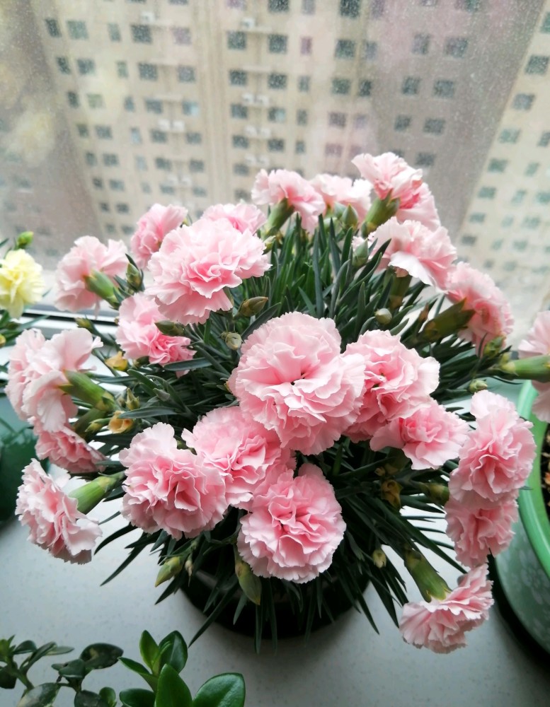 母亲节之花"康乃馨—优秀的盆栽花卉,阳台养一盆,四季有花看_腾讯