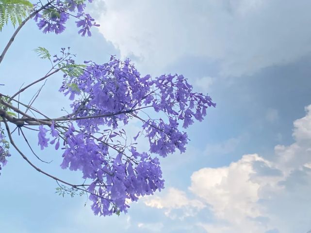 兴义:浪漫蓝花楹开得美!您看见了吗?