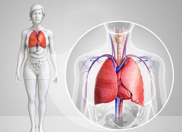导语:肺是人体最脆弱,最难保护的器官.