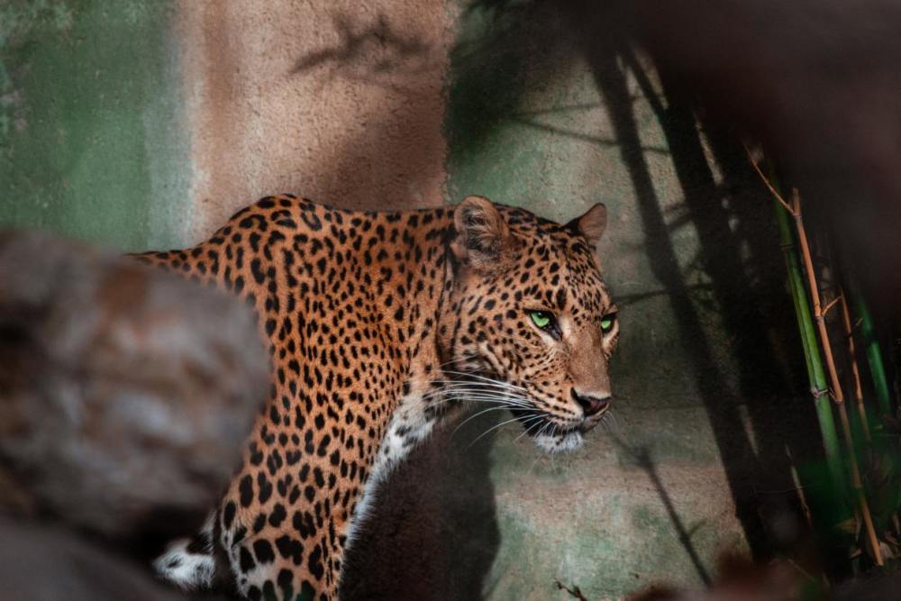 花豹猎豹美洲豹金钱豹,哪个才是真正的豹子?遇到豹子该怎么办?