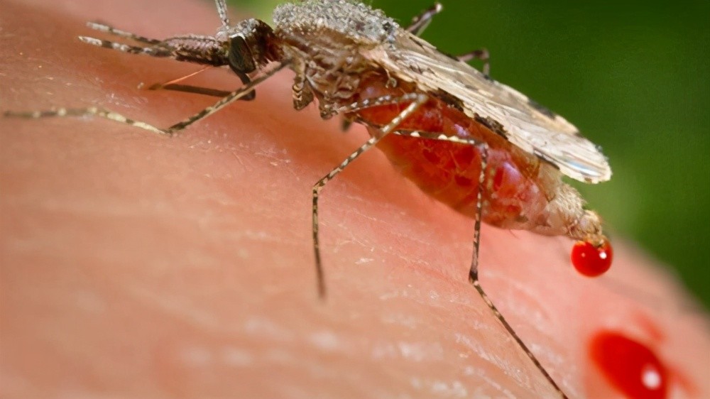 10亿只转基因蚊子被释放美国无视专家警告恐将引发更大灾难