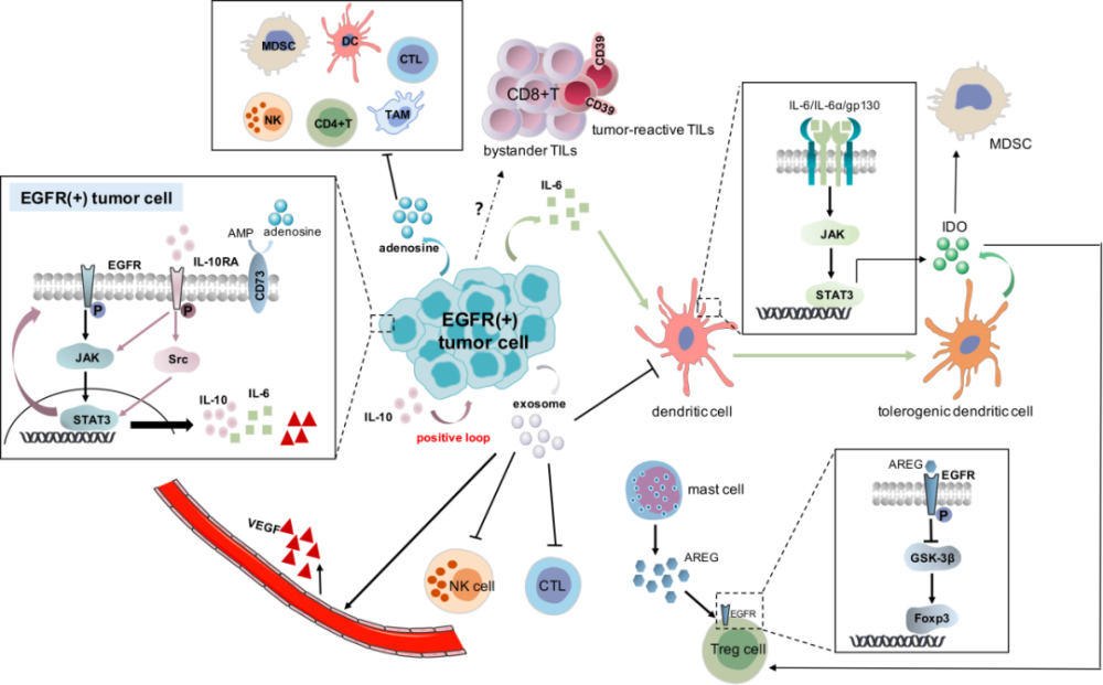 egfr突变型肿瘤微环境中主要免疫细胞群体及作用