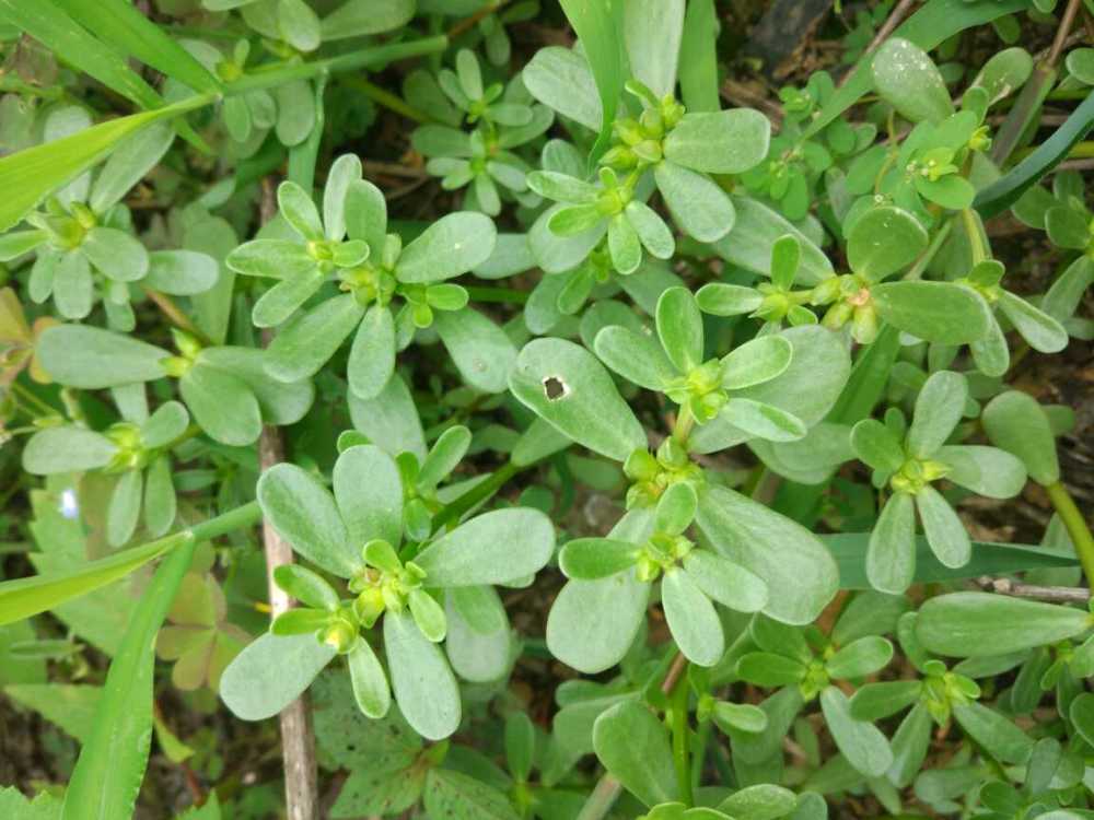 豫北农村常吃的几种野菜,饥荒年代用来饱肚,现在用来改善生活