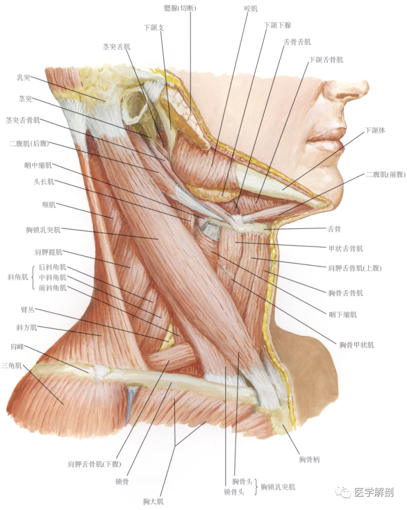 填图题颈肌的解剖外侧面观