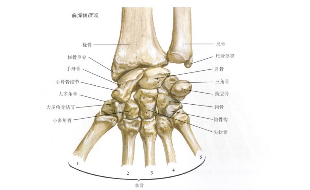 头状骨 8.钩骨 9.桡骨茎突 10.尺骨茎突 11.第一掌骨基部 12.