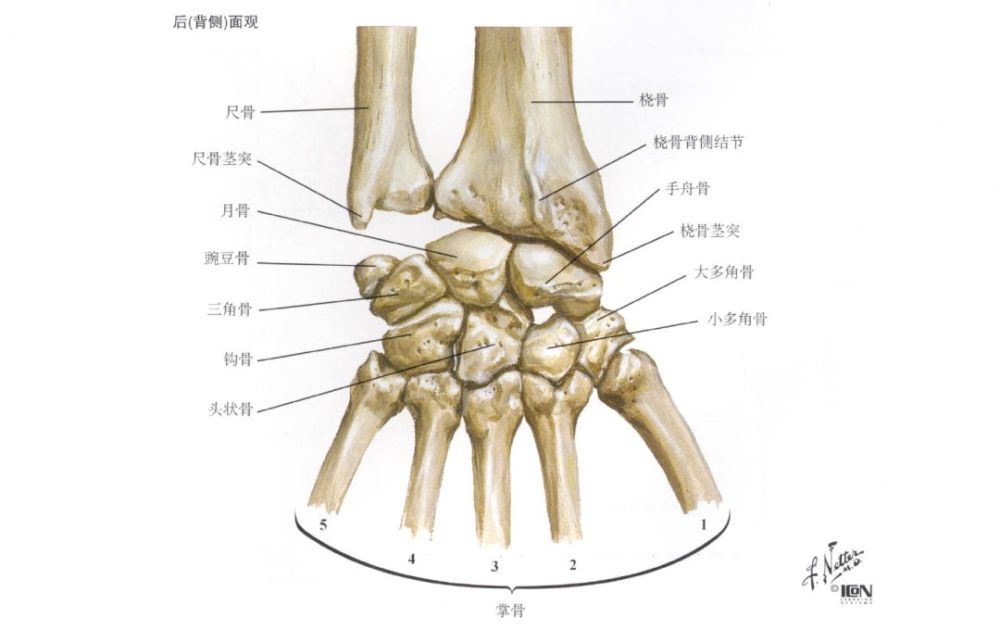 三角骨 4.豆状骨 5.大多角骨 6.小多角骨 7.头状骨 8.