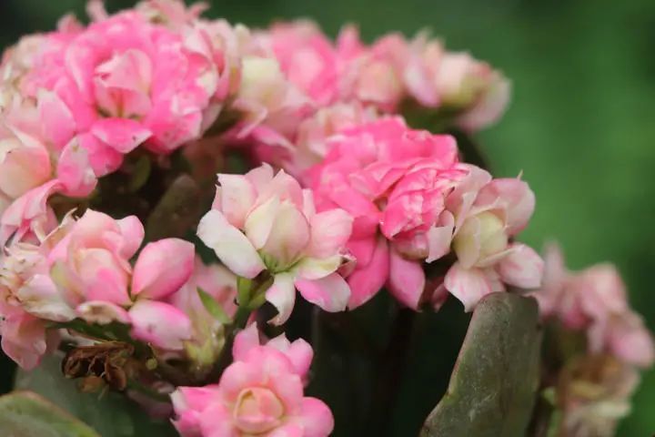 "朝霞长寿花"花朵重瓣杏色带粉,植株小巧玲珑株型紧凑