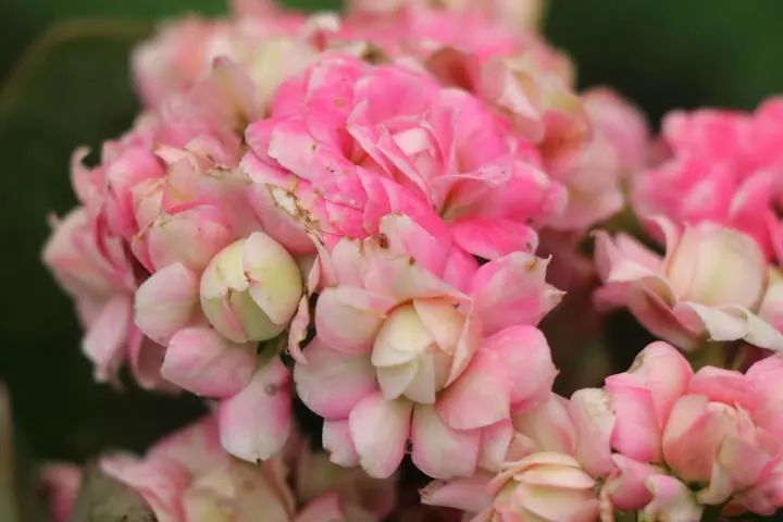 朝霞长寿花花朵重瓣杏色带粉植株小巧玲珑株型紧凑