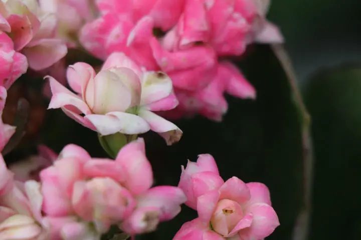 "朝霞长寿花"花朵重瓣杏色带粉,植株小巧玲珑株型紧凑