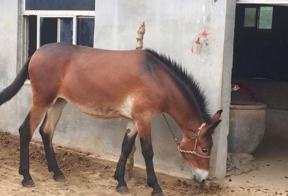 老话说驴肉香马肉臭饿死不吃骡子肉为啥显出古人智慧