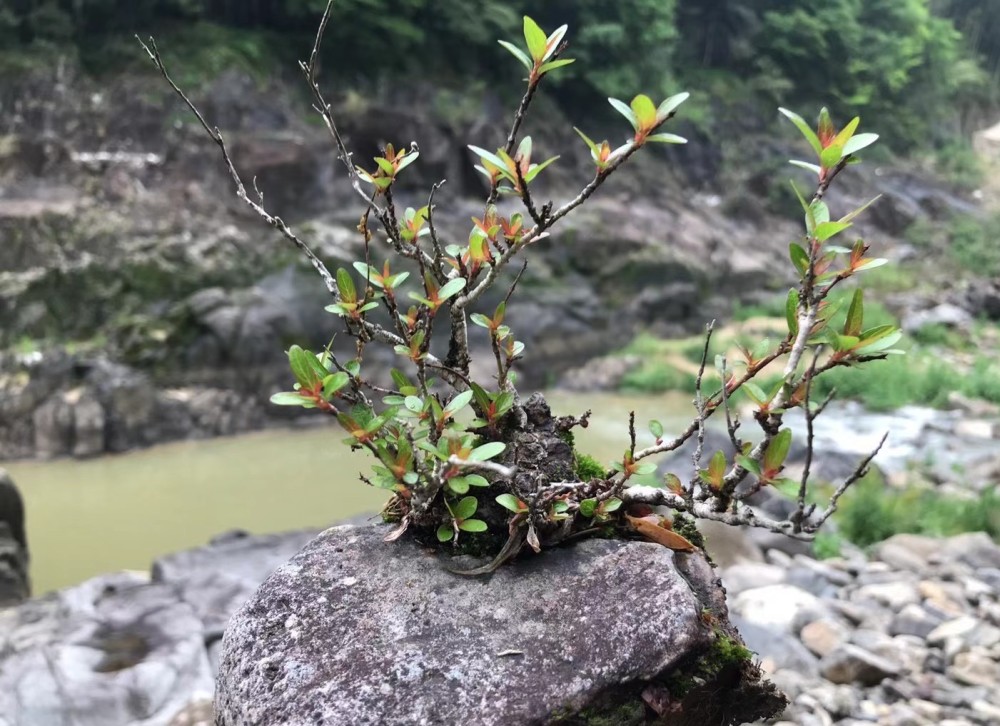 野生水杨梅做盆景,选择"致残"造型,美其名曰为"景致!