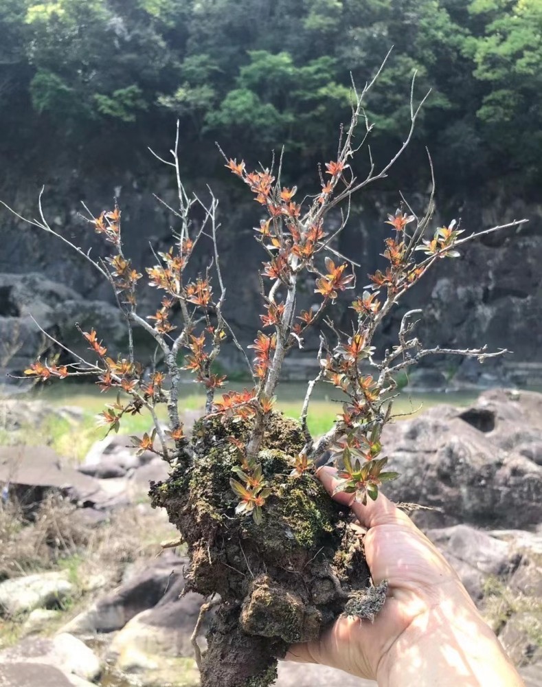 野生水杨梅做盆景,选择"致残"造型,美其名曰为"景致!