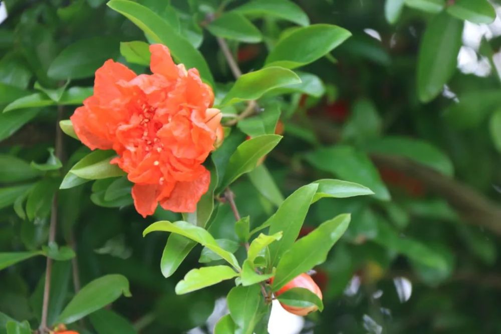 《题榴花》