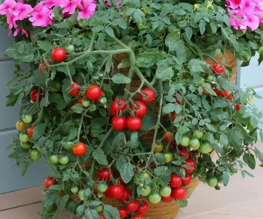 想在阳台盆栽西红柿,这些"窍门"要知道,自己种的口感更好