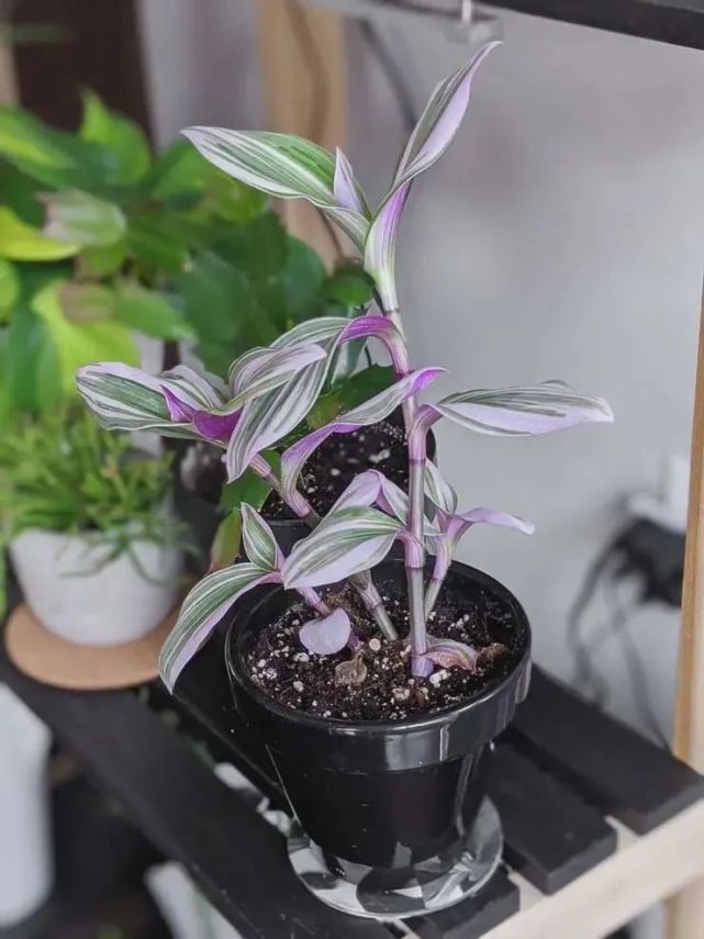 油画婚礼吊兰,婚礼吊兰和胭脂云的区别,如何将它们养