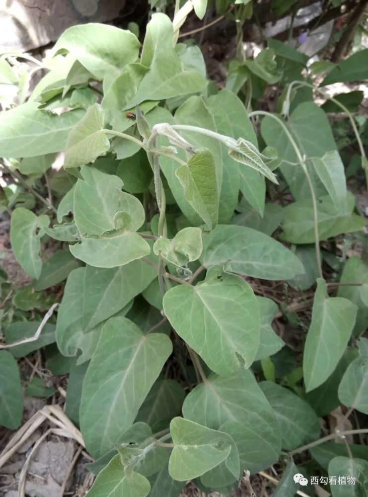 鹅绒藤cynanchum chinense