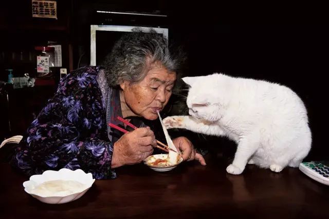 日本老奶奶收养了一只耳聋小猫这是我听过对离别最温暖的解读