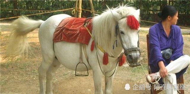 还记得86版西游记里的白龙马吗?剧组解散后,它的结局如何?
