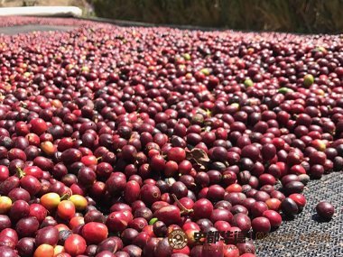 咖啡成本|盘点拉丁美洲六国咖啡生产成本