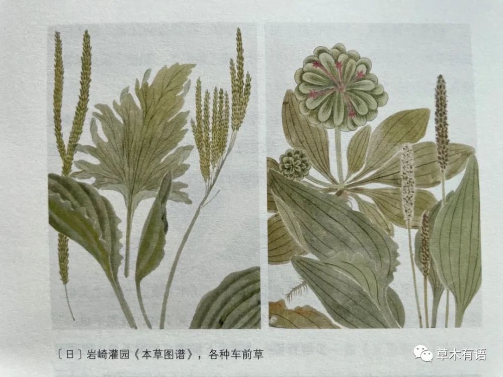 车前草诗经里的芣苢