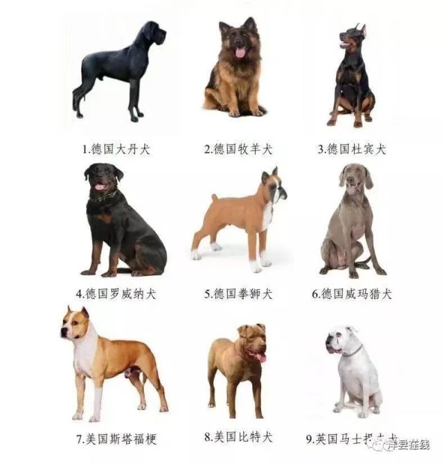 在汉中,这些犬类不能养!图样发布