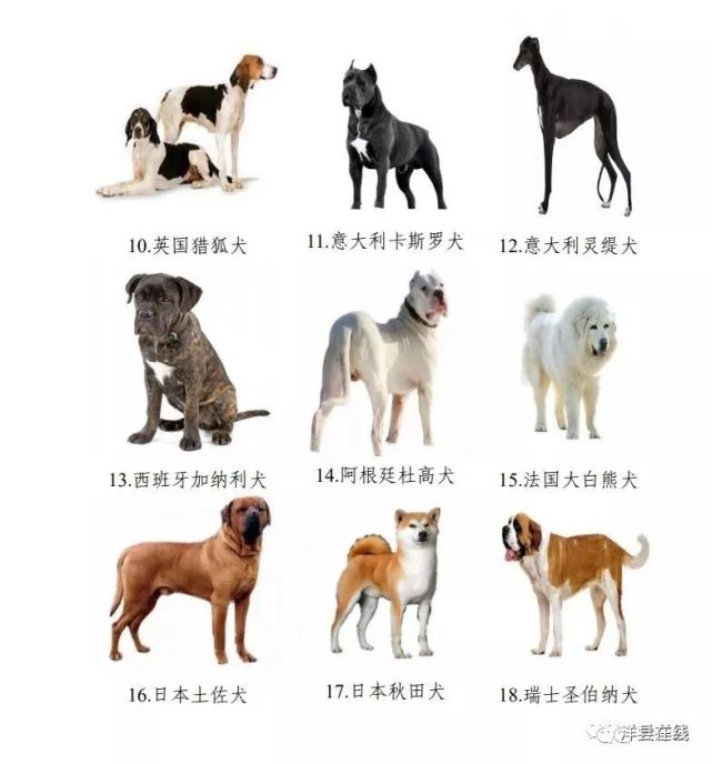 在汉中,这些犬类不能养!图样发布