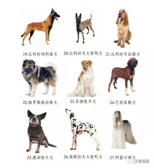 在汉中,这些犬类不能养!图样发布