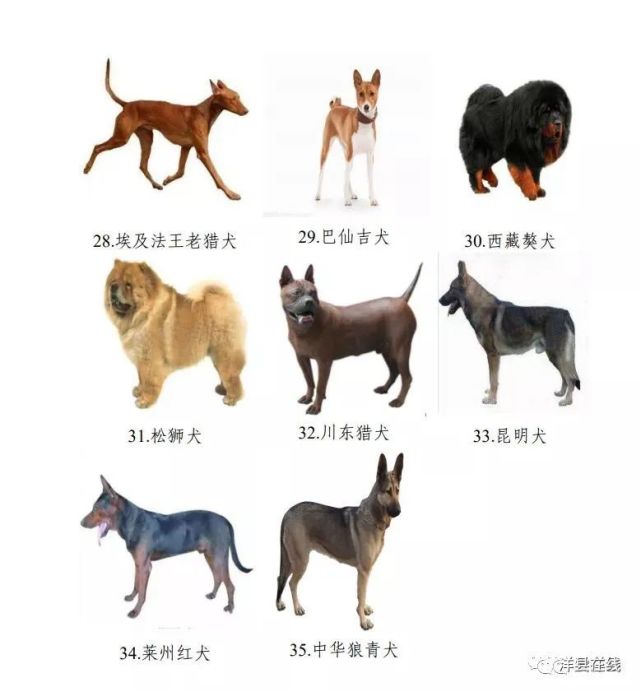 德国牧羊犬,德国杜宾犬,德国罗威纳犬,德国拳狮犬,德国威玛猎犬,美国