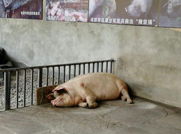 汶川地震中的"猪坚强"14岁了,谣传即将进行安乐死,被博物馆回应子虚