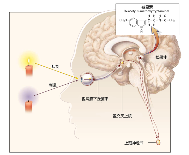 白天光照增加,褪黑素的分泌受到抑制,夜晚光照减少褪黑素分泌则会增加