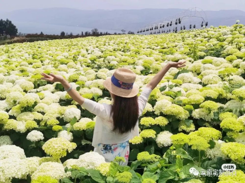 昆明蓝花楹刚刚结束,千亩绣球花海又惊艳登场了!(附最新花讯)