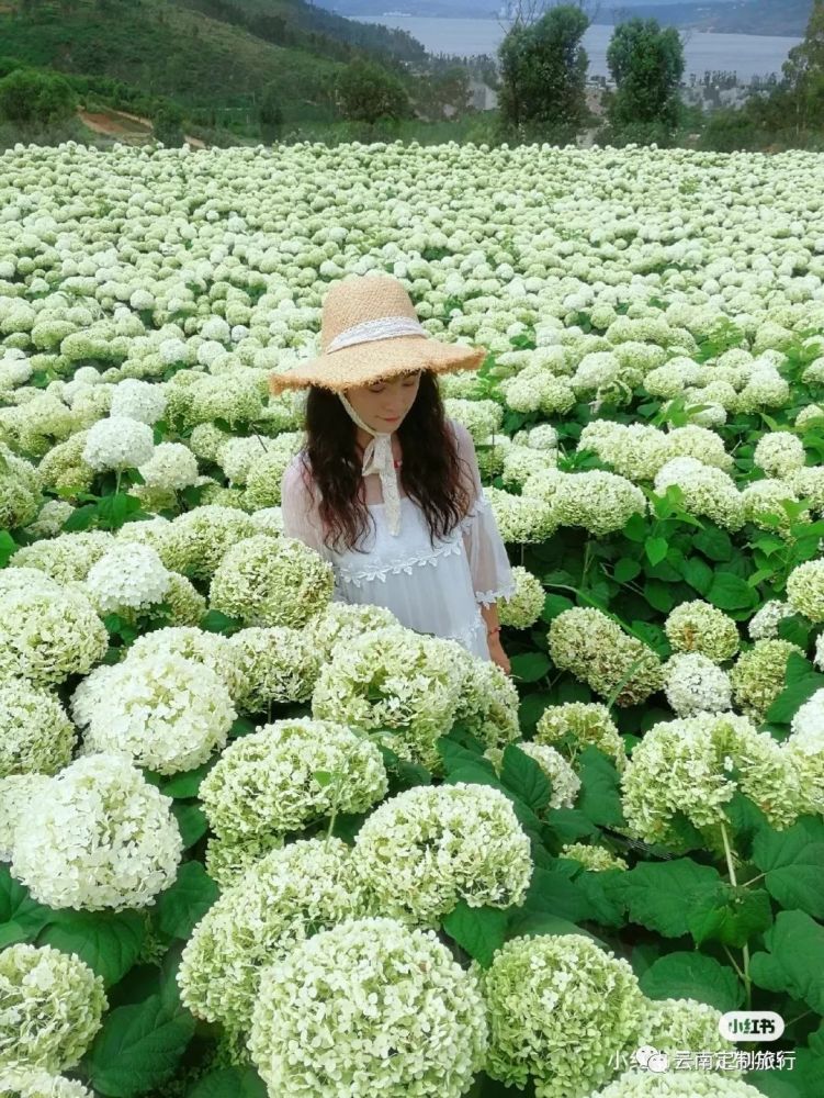 "南国山花"是一家都市农庄 你一定想不到这里曾经 是一片只能种出玉米